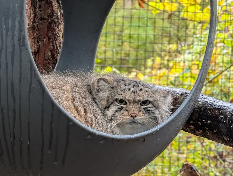 A photograph of Brie in Oglebay Good Zoo