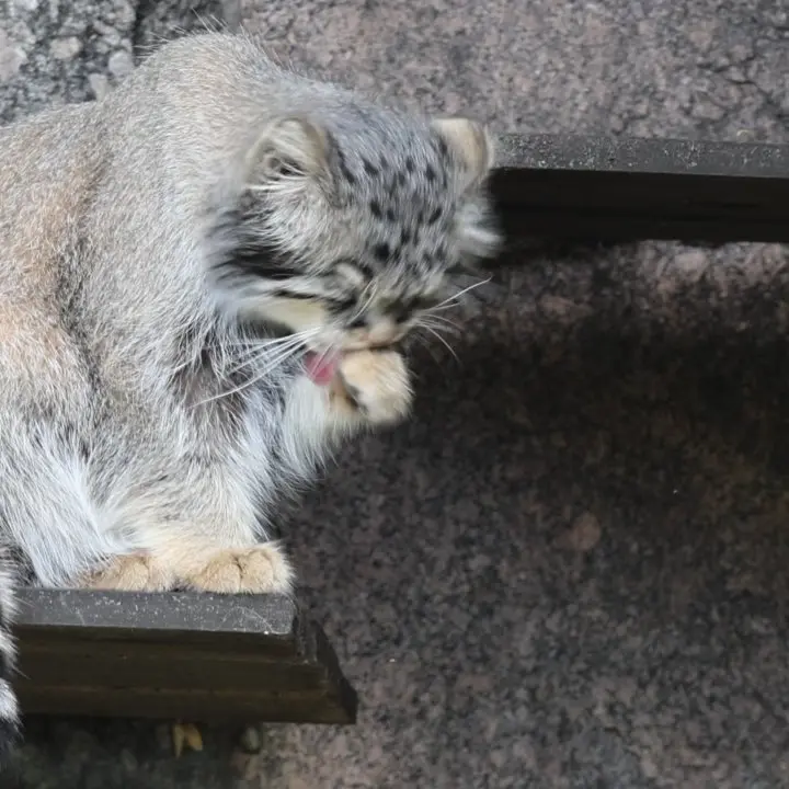 A photograph of a Pallas's cat in Moscow zoo