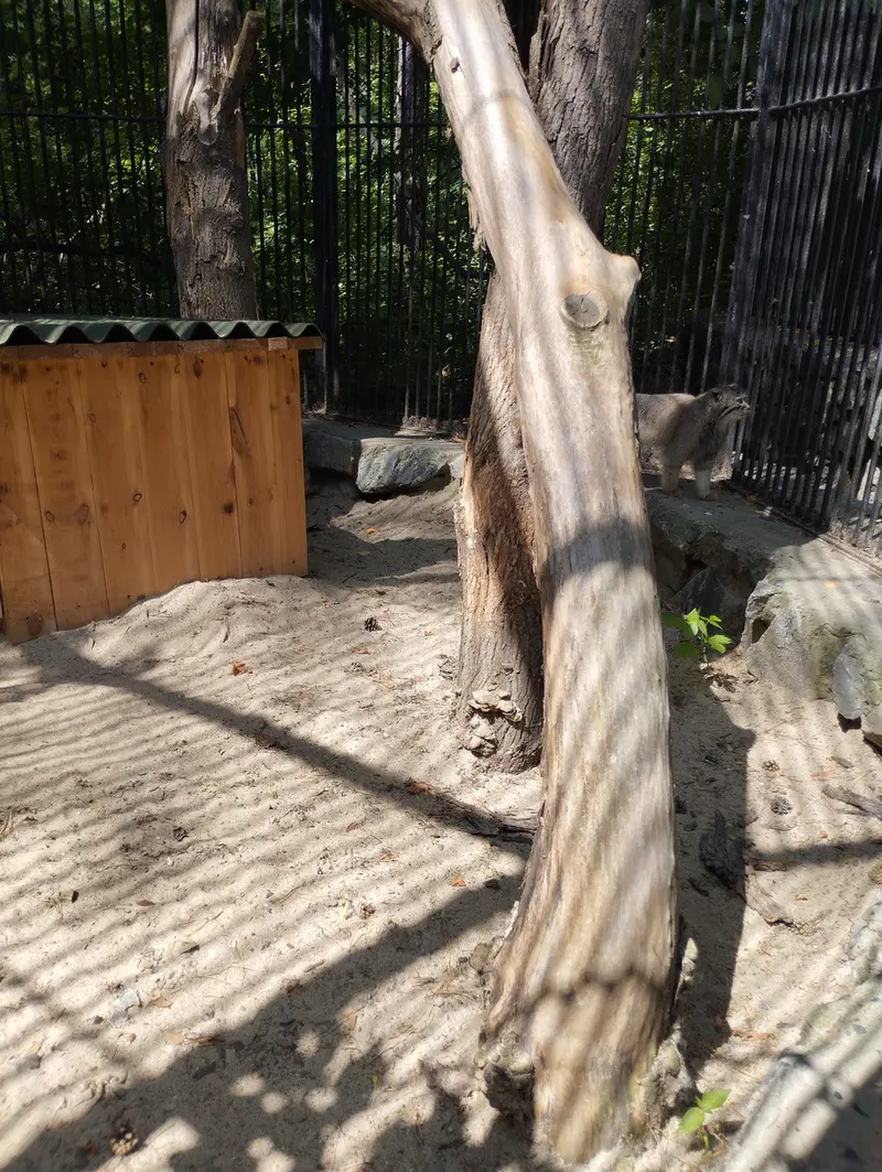 A photograph of a Pallas's cat in Novosibirsk Zoo