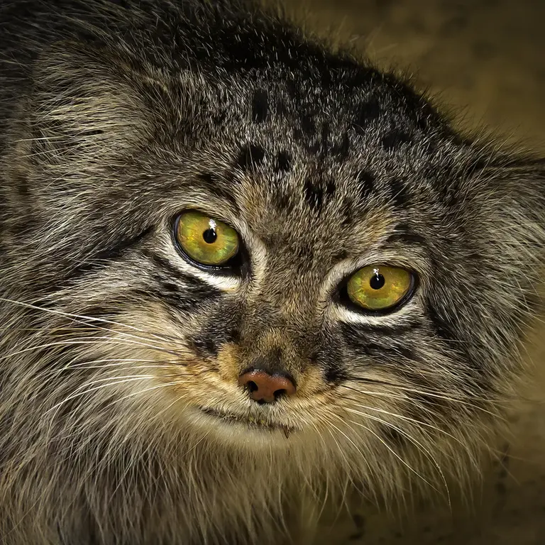 A photograph of Jethro in The Big Cat Sanctuary