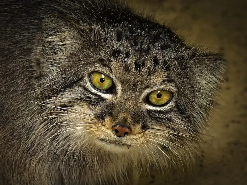 A photograph of Jethro in The Big Cat Sanctuary