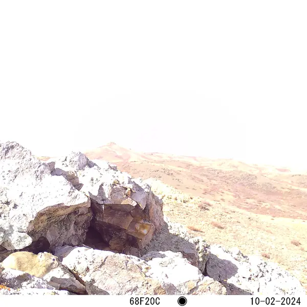 A photograph of Pika from Besshoky 1 camera trap