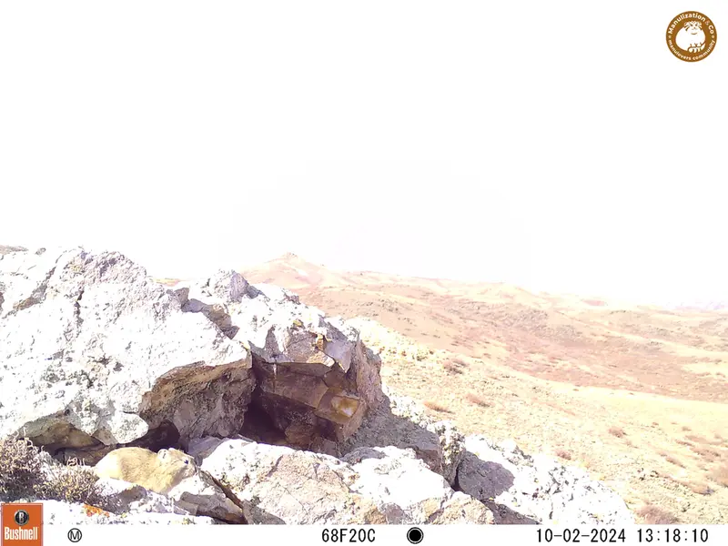 A photograph of Pika from Besshoky 1 camera trap