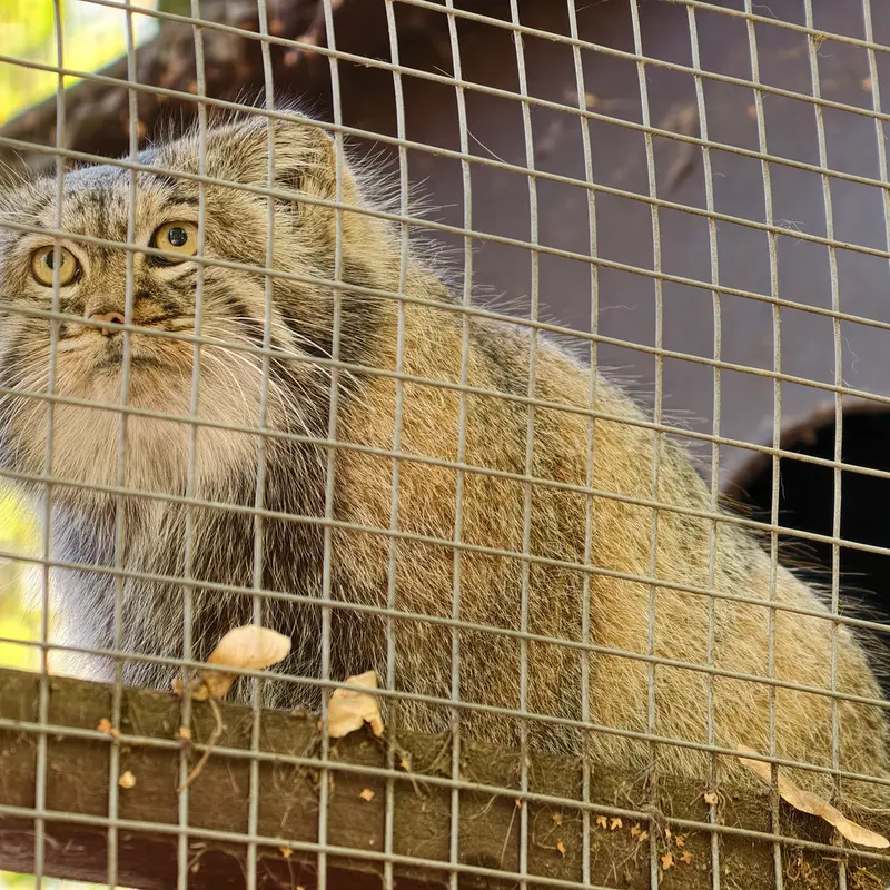 A photograph of Aysen in Košice Zoo
