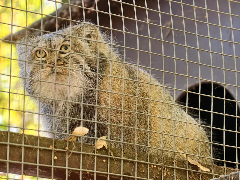 A photograph of Aysen in Košice Zoo