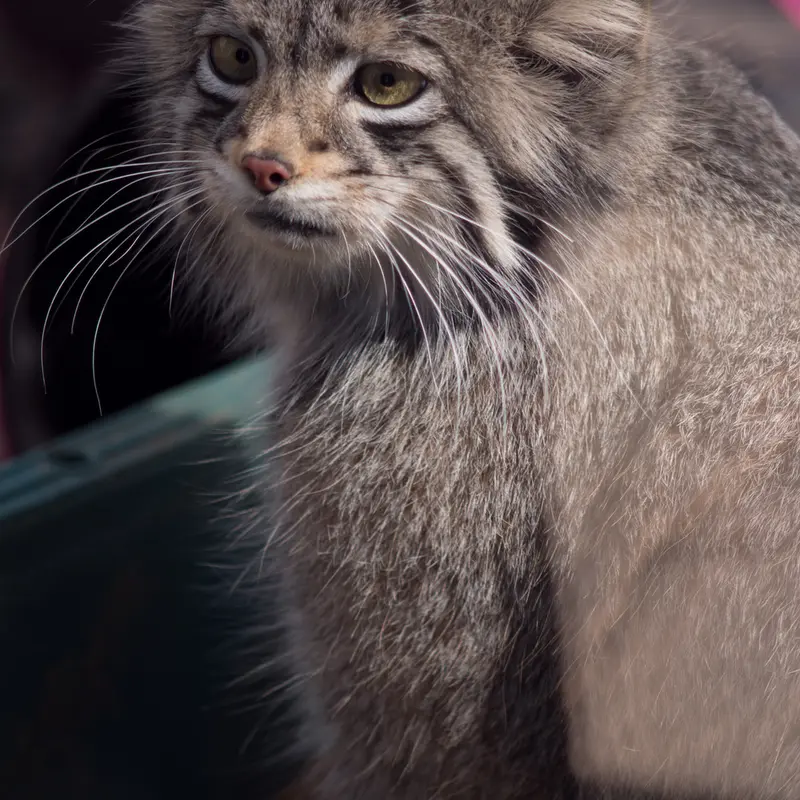 A photograph of Oto in Saitama Children's Zoo