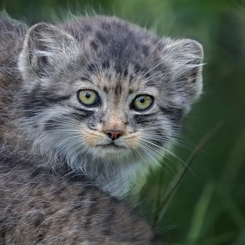 A photograph of a Pallas's cat in Port Lympne Wild Animal Park