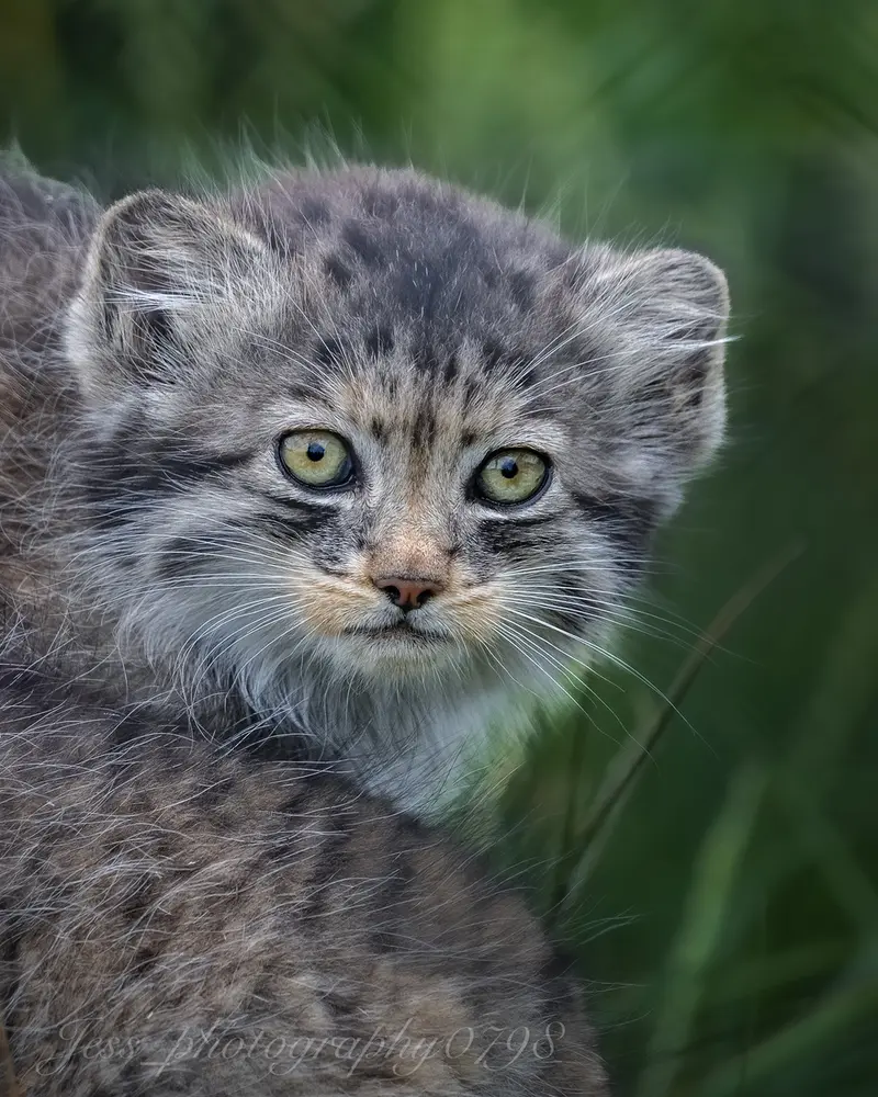 A photograph of a Pallas's cat in Port Lympne Wild Animal Park