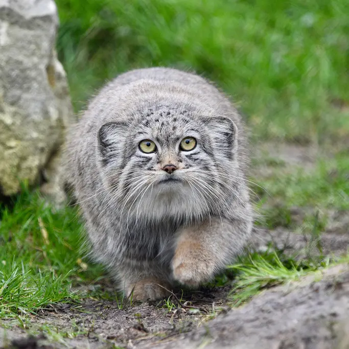 A photograph of Kharaa in Port Lympne Wild Animal Park