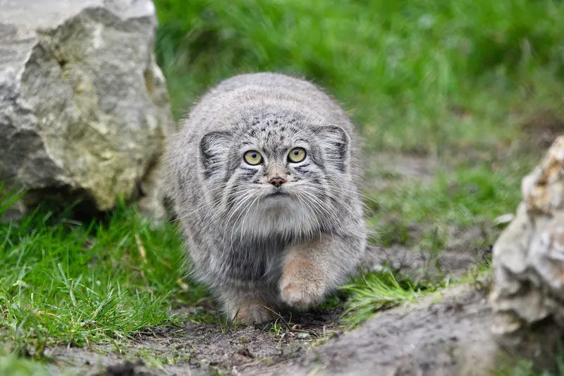 A photograph of Kharaa in Port Lympne Wild Animal Park