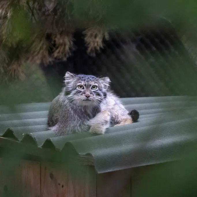 A photograph of Snezhana in Novosibirsk Zoo