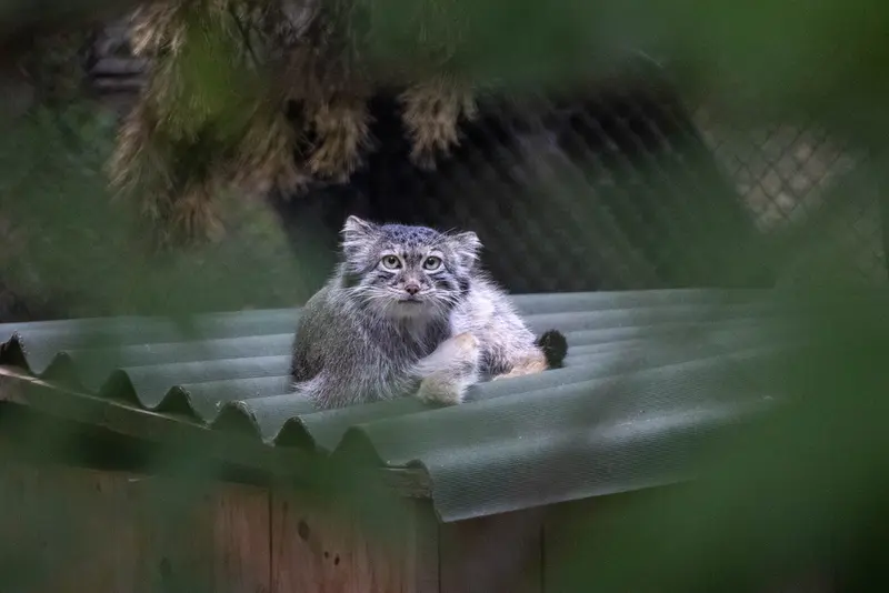 A photograph of Snezhana in Novosibirsk Zoo