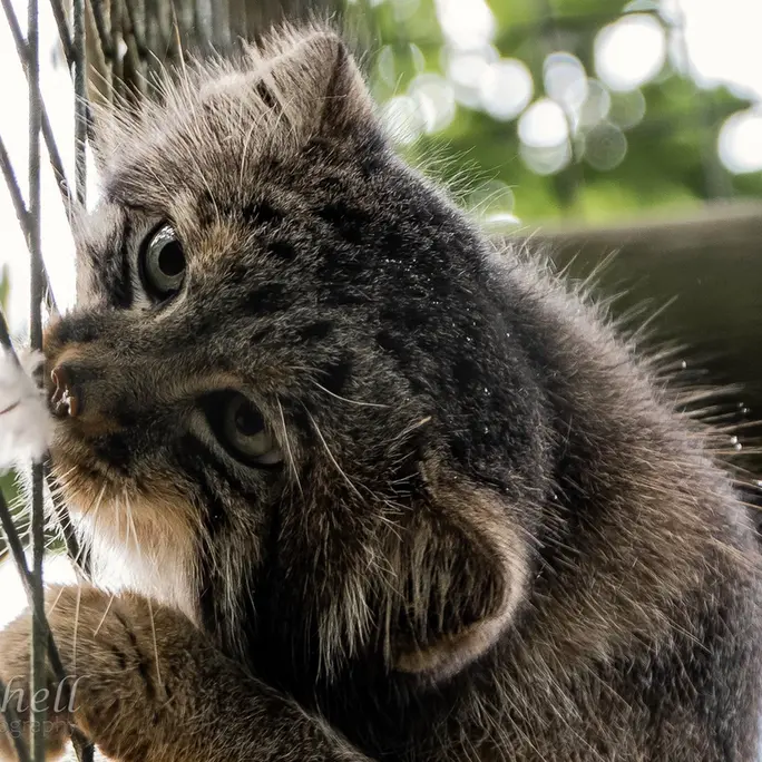 A photograph of Jethro in The Big Cat Sanctuary