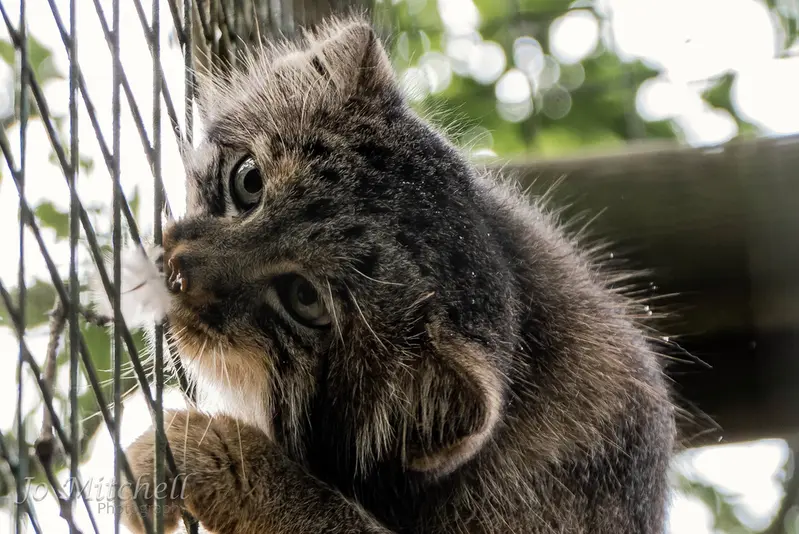 A photograph of Jethro in The Big Cat Sanctuary