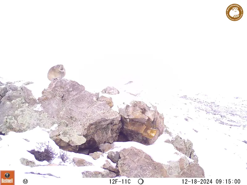 A photograph of Pika from Besshoky 1 camera trap