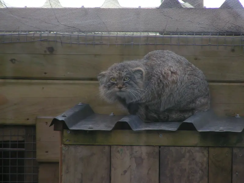 A photograph of Altai in The Lakeland Wildlife Oasis