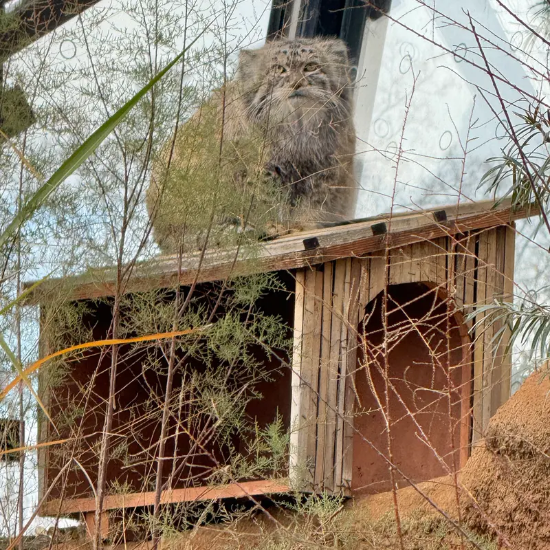 A photograph of Spay in Prague Zoo