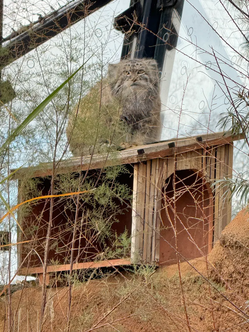 A photograph of Spay in Prague Zoo