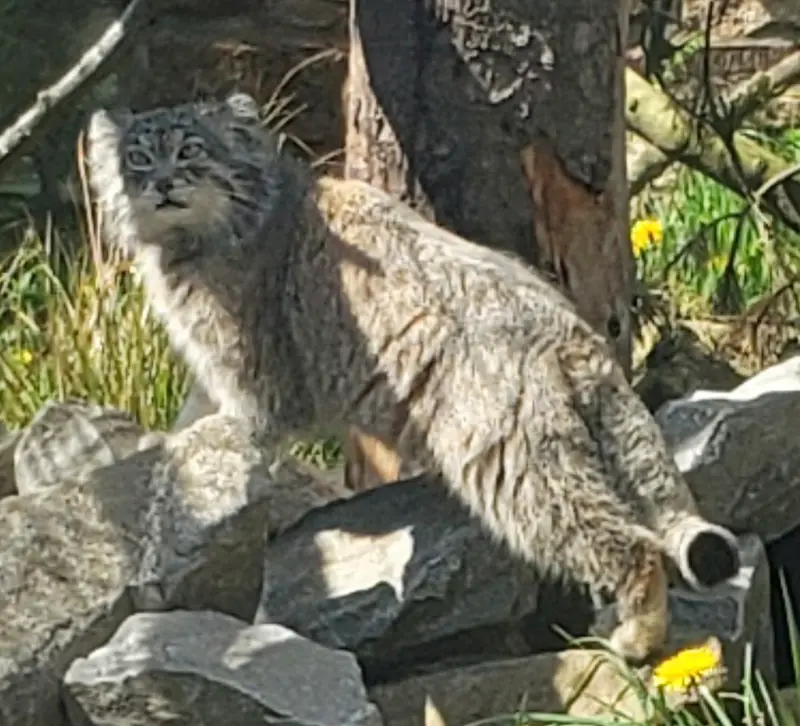 A photograph of Akiko in Edinburgh Zoo