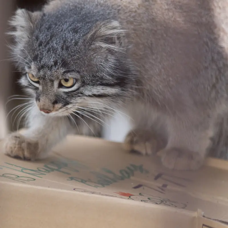 A photograph of Figa in Nogeyama Zoo