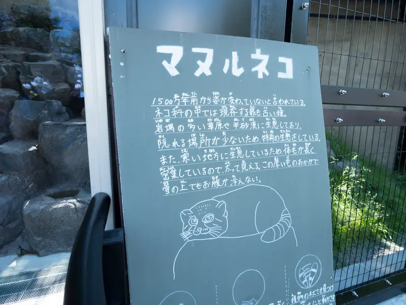 A photograph of a Pallas's cat in Asahiyama Zoo