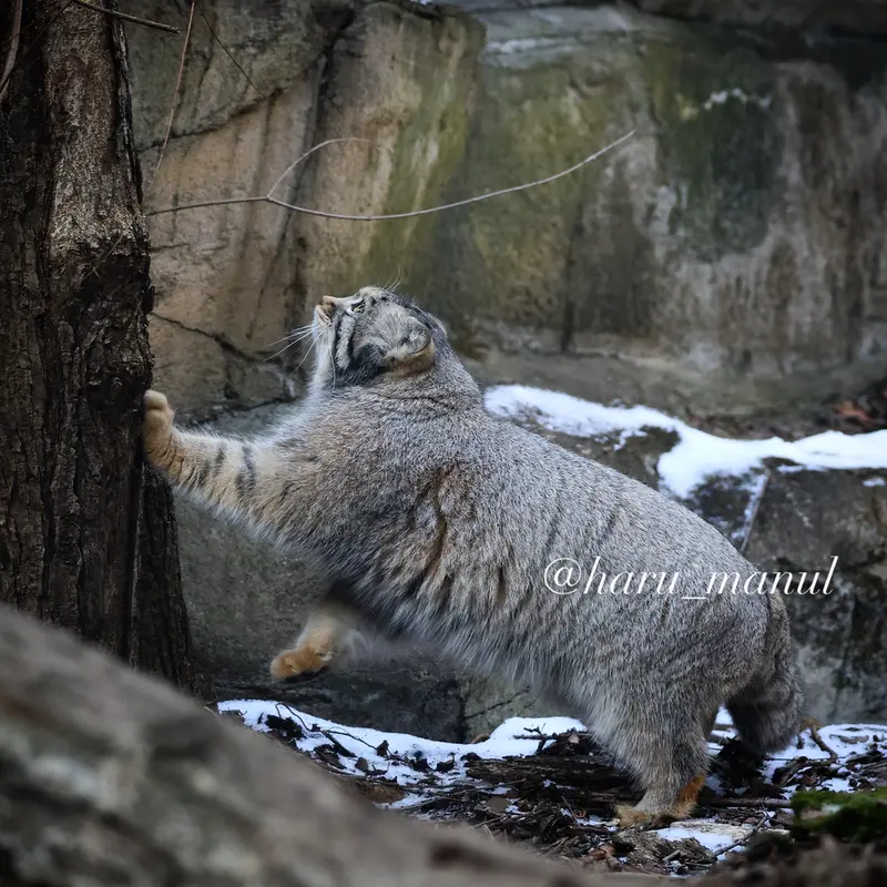 A photograph of Nagomu in Nasu Animal Kingdom