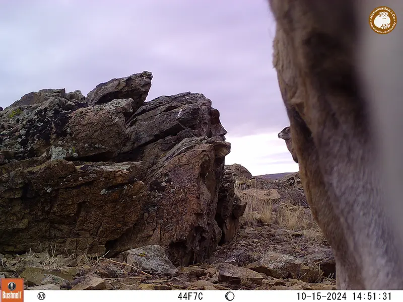 A photograph of Argali from Karashoky camera trap