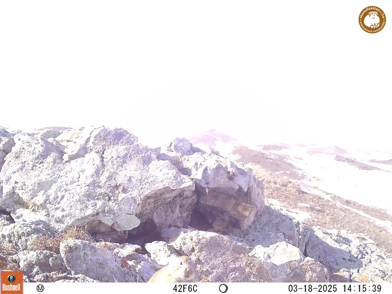 A photograph of Pika from Besshoky 1 camera trap