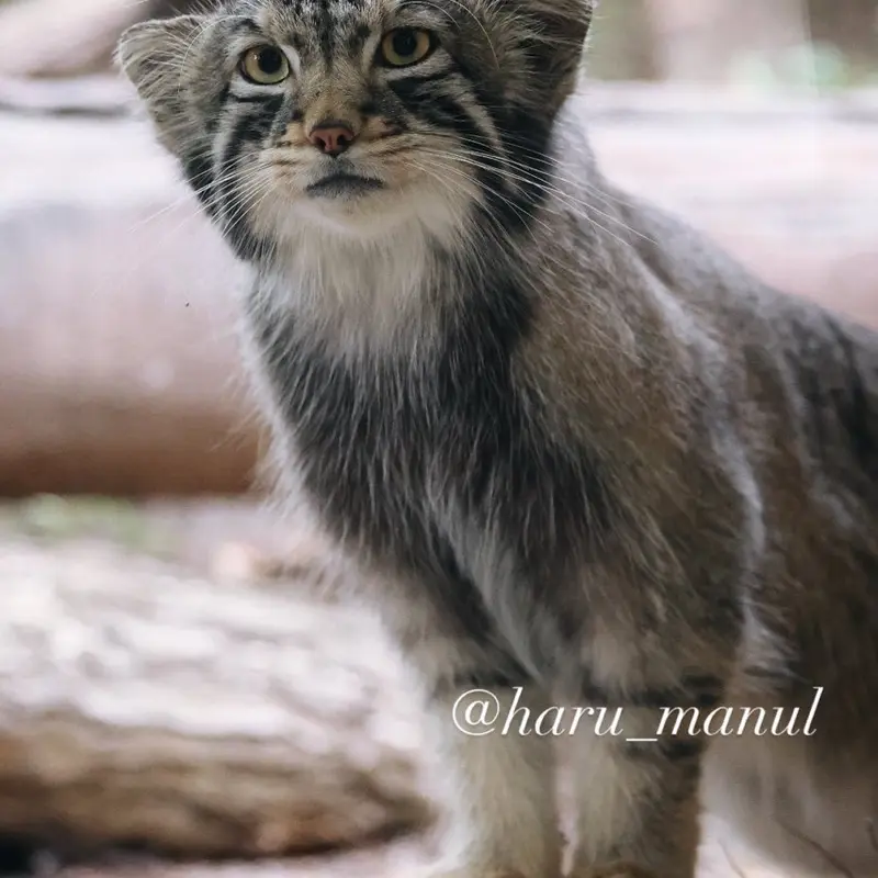 A photograph of Nagomu in Nasu Animal Kingdom