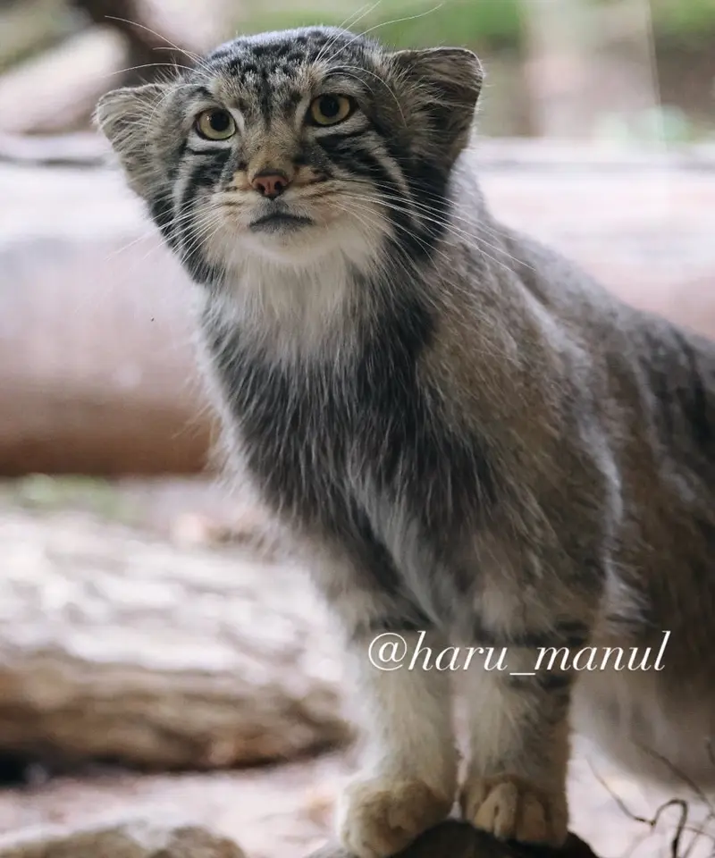 A photograph of Nagomu in Nasu Animal Kingdom