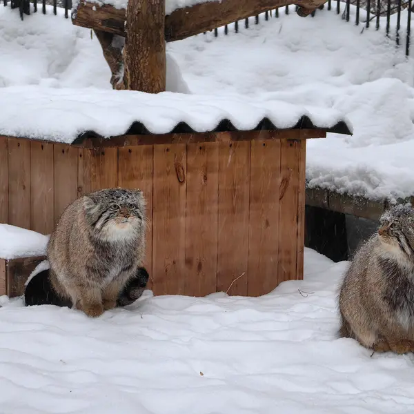 A photograph of Son of Eve 2024 Ⅱ and Son of  Eve 2024 Ⅳ in Novosibirsk Zoo