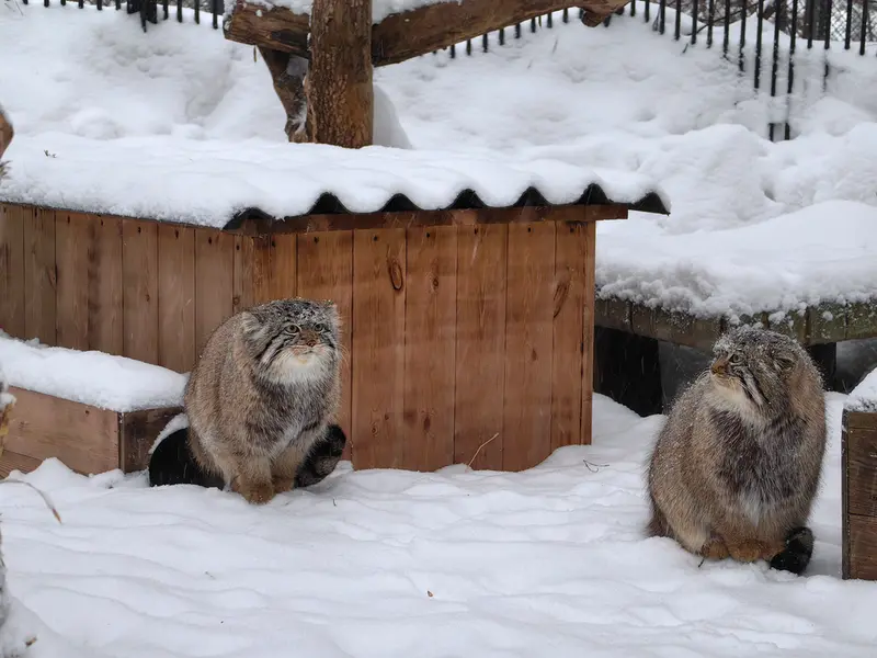 A photograph of Son of Eve 2024 Ⅱ and Son of  Eve 2024 Ⅳ in Novosibirsk Zoo