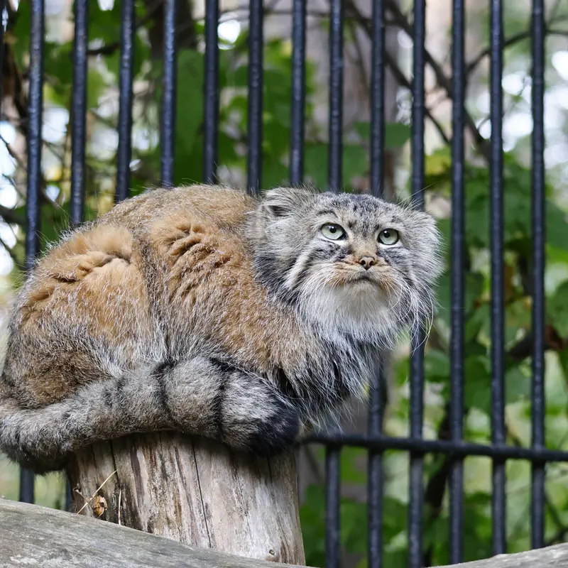 A photograph of Gabi in Novosibirsk Zoo