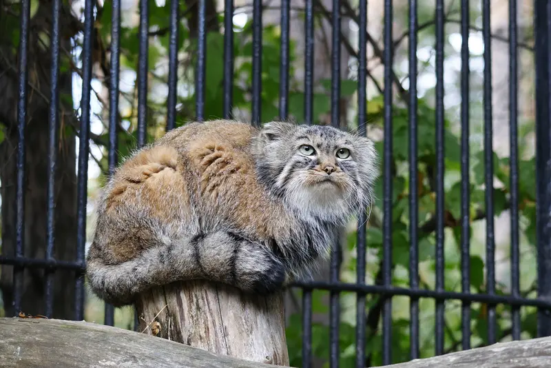 A photograph of Gabi in Novosibirsk Zoo