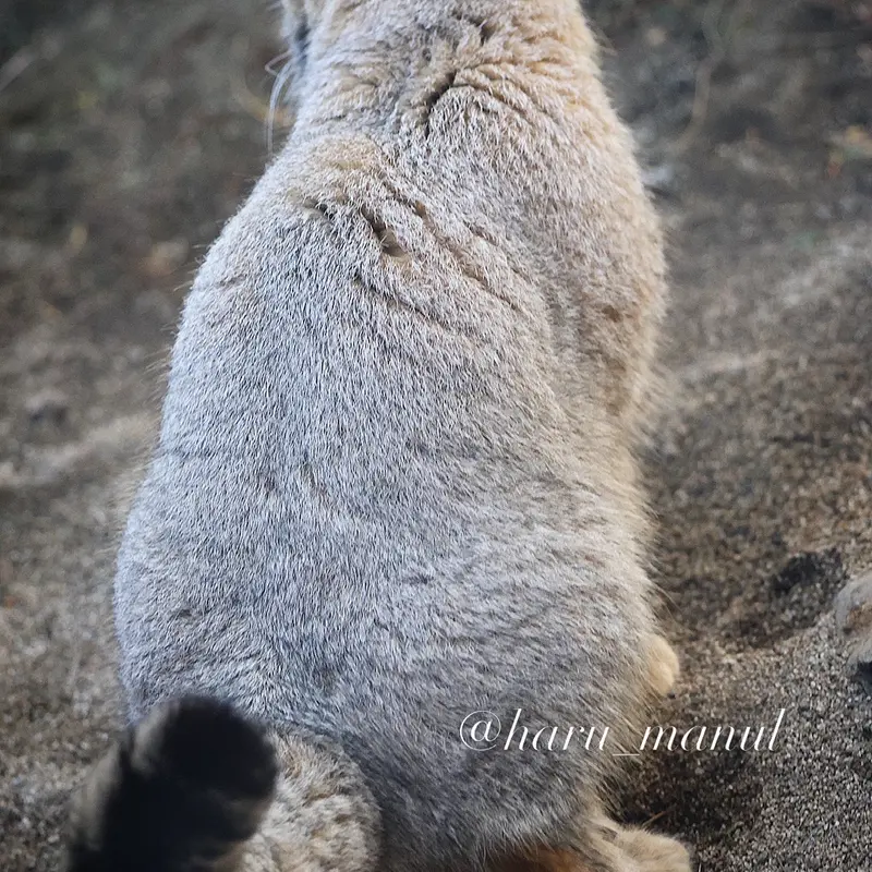A photograph of Nagomu in Nasu Animal Kingdom