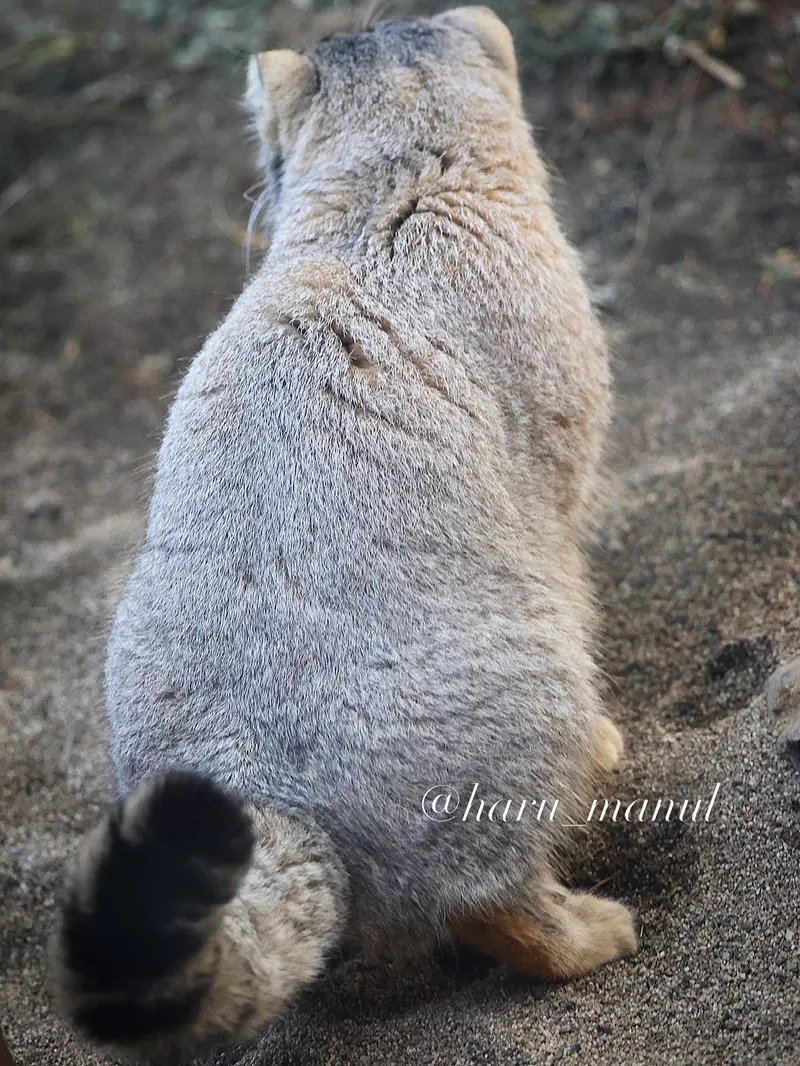 A photograph of Nagomu in Nasu Animal Kingdom