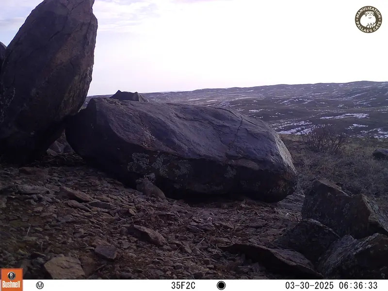 A photograph of Kazakh pika from Koshkar camera trap