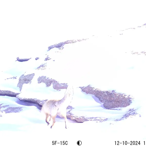 A photograph of Red fox from Bektauata 1 camera trap