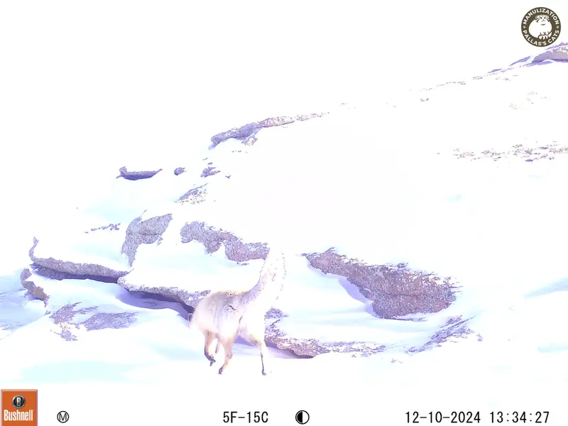 A photograph of Red fox from Bektauata 1 camera trap