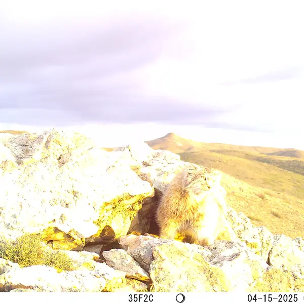 A photograph of Otocolobus manul manul from Besshoky 1 camera trap