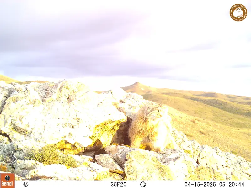 A photograph of Otocolobus manul manul from Besshoky 1 camera trap