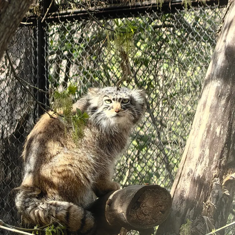 A photograph of Zosya in Novosibirsk Zoo