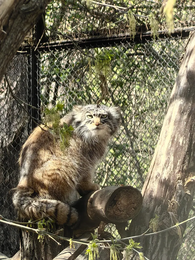 A photograph of Zosya in Novosibirsk Zoo