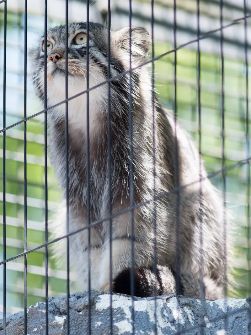 A photograph of Hide in Asahiyama Zoo
