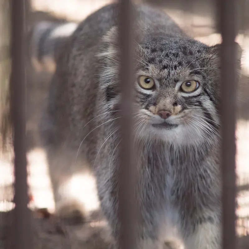 A photograph of Figa in Nogeyama Zoo