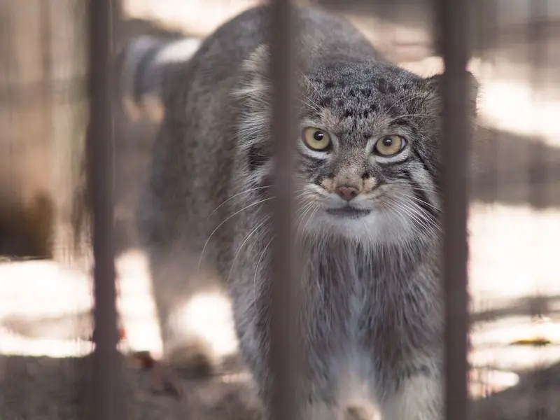 A photograph of Figa in Nogeyama Zoo