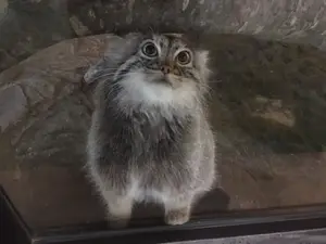 this photo of polly is too cute