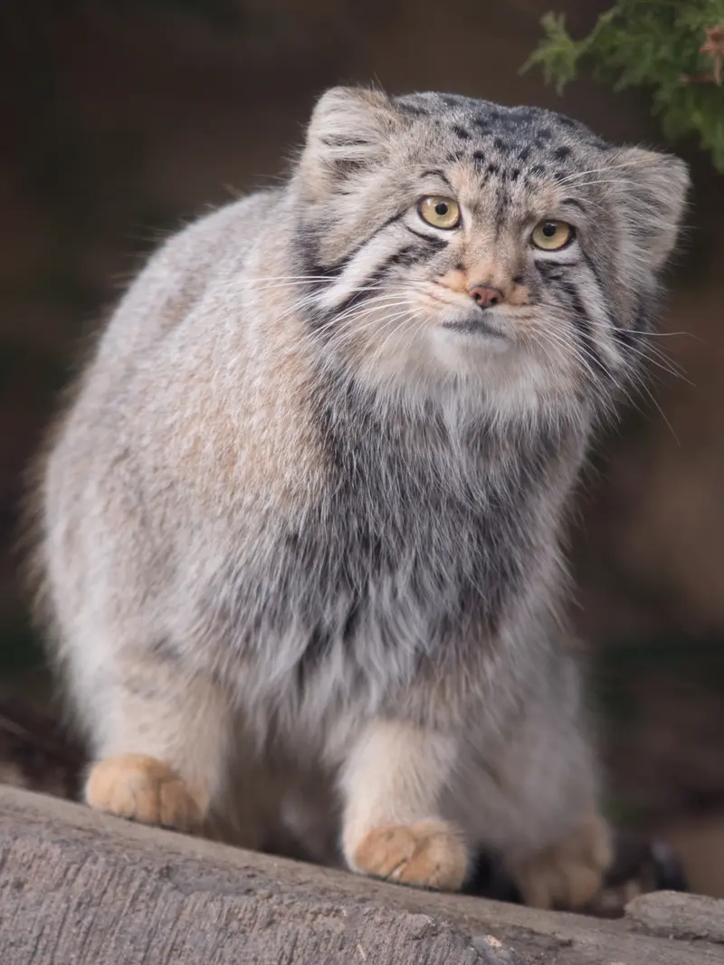 A photograph of Nagomu in Nasu Animal Kingdom