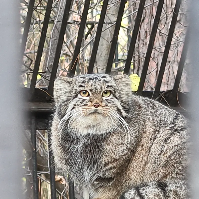 A photograph of Katun in Novosibirsk Zoo