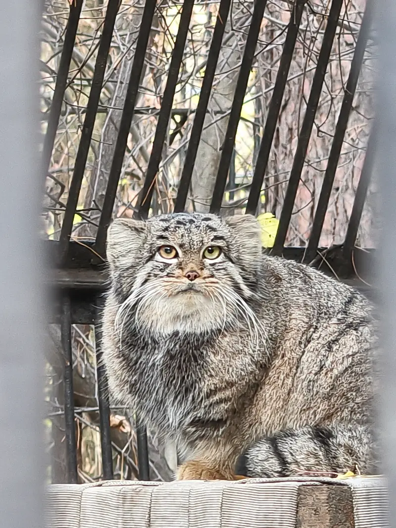 A photograph of Katun in Novosibirsk Zoo
